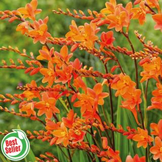 Peach Melba Crocosmia Thumbnail